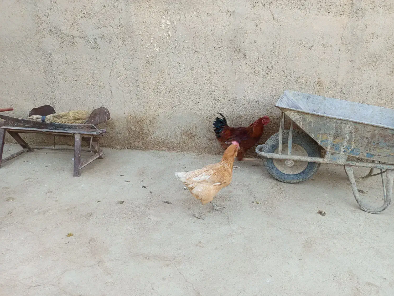 مرغ و خروس|حیوانات مزرعه|کرانی, |دیوار