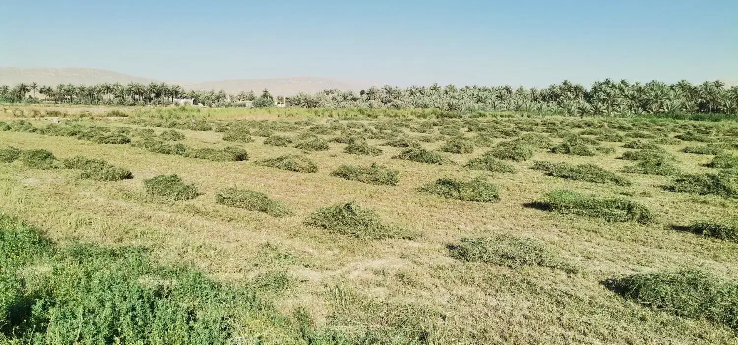 تخم رنجر مائوپا ویژه|خدمات باغبانی و درختکاری|سمیرم, |دیوار