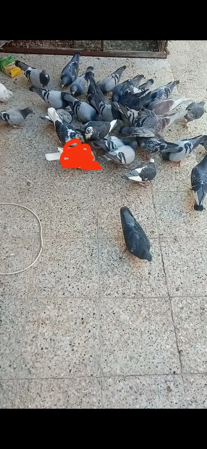 چند عدد کفتر پلاکی نر ماده برای فروش|پرنده|بندر ماهشهر, |دیوار