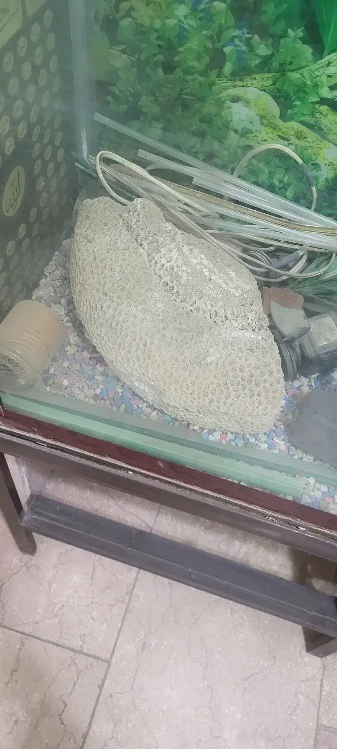 مرجان آکواریومی|ماهی|وحیدیه, |دیوار