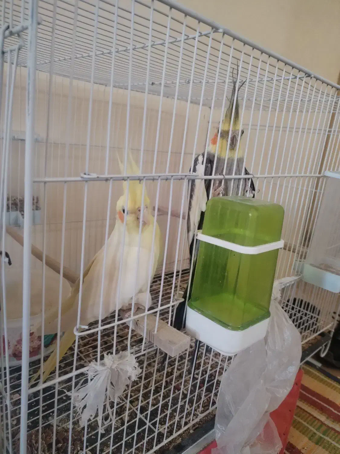 عروس هلندی به همراه قفس و لانه|پرنده|نیشابور, بزرگمهر|دیوار