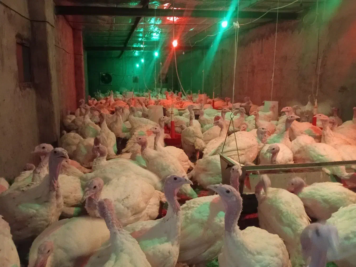 بوقلمون بیوتی|حیوانات مزرعه|یزد, |دیوار