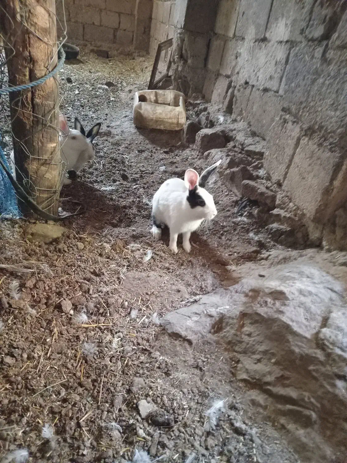 خرگوش|موش و خرگوش|بانه, |دیوار