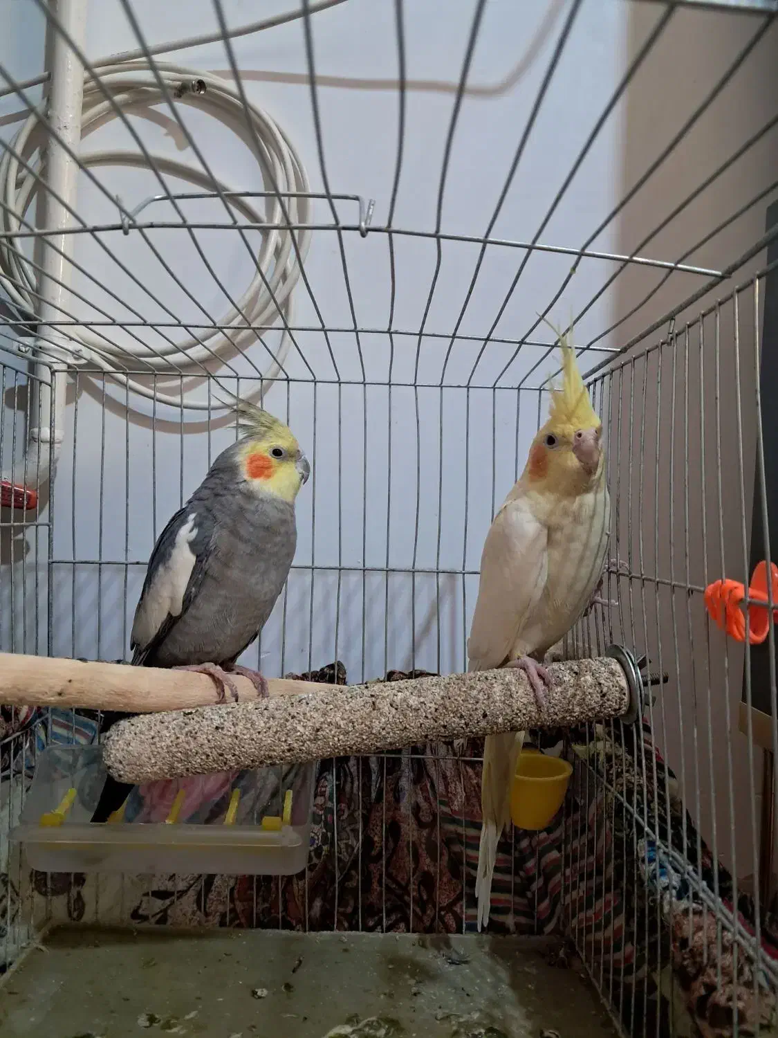 عروس هلندی  باقفس ۳۲۰۰۰۰۰|پرنده|ابهر, |دیوار