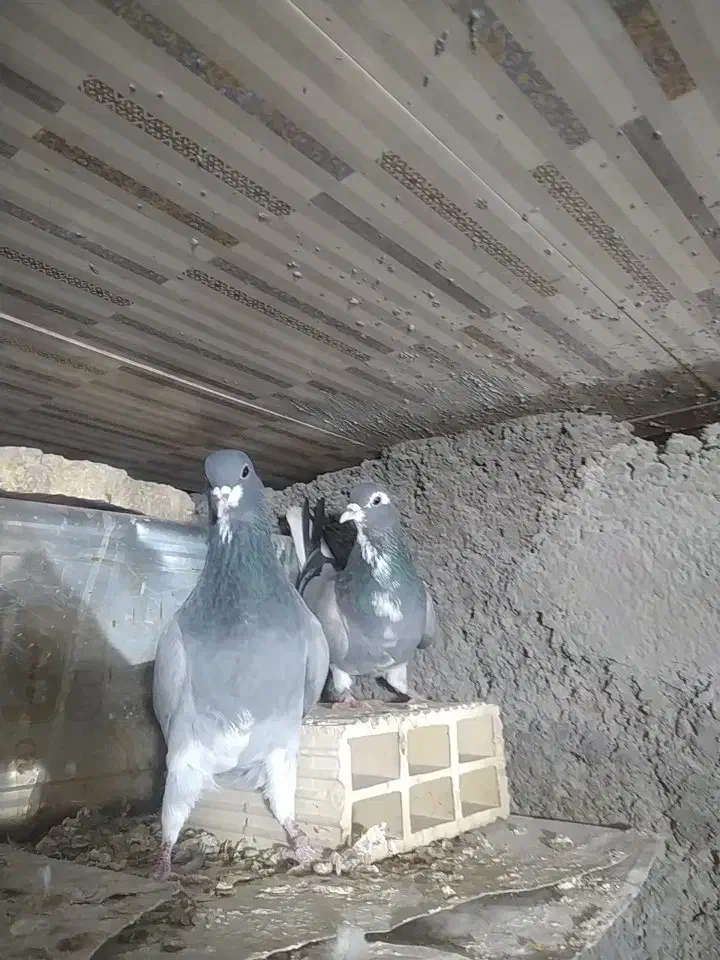 دمگیر خرقه|پرنده|خمینیشهر, |دیوار