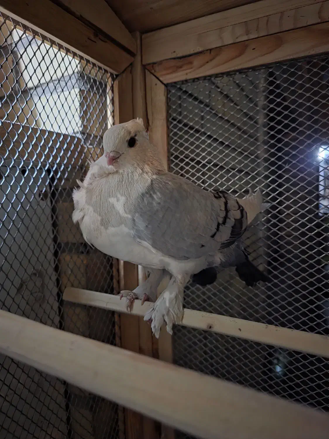 کبوتر بلژیکی اصیل|پرنده|کرج, کوی امامیه|دیوار