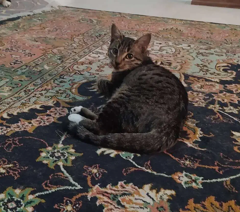 گربه ارام و ساکت  کوچولو|گربه|گرگان, |دیوار