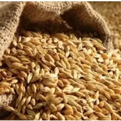 جو بذری|عمده‌فروشی|کنگاور, |دیوار