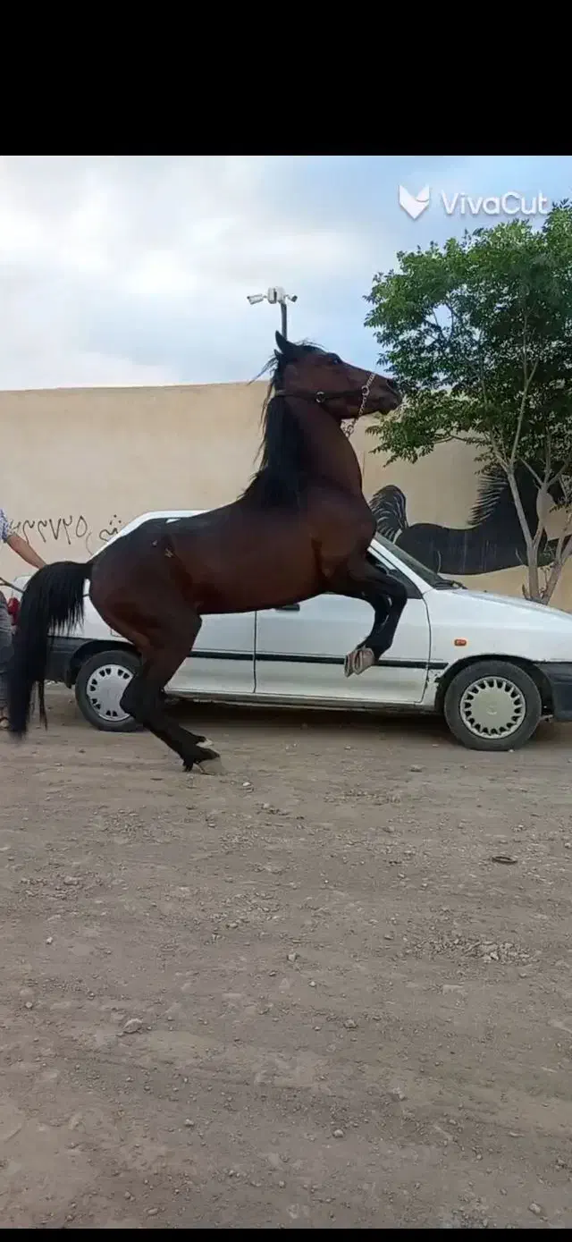 اسب فرروشی|اسب و تجهیزات اسب‌سواری|کاشان, یحیی آباد|دیوار