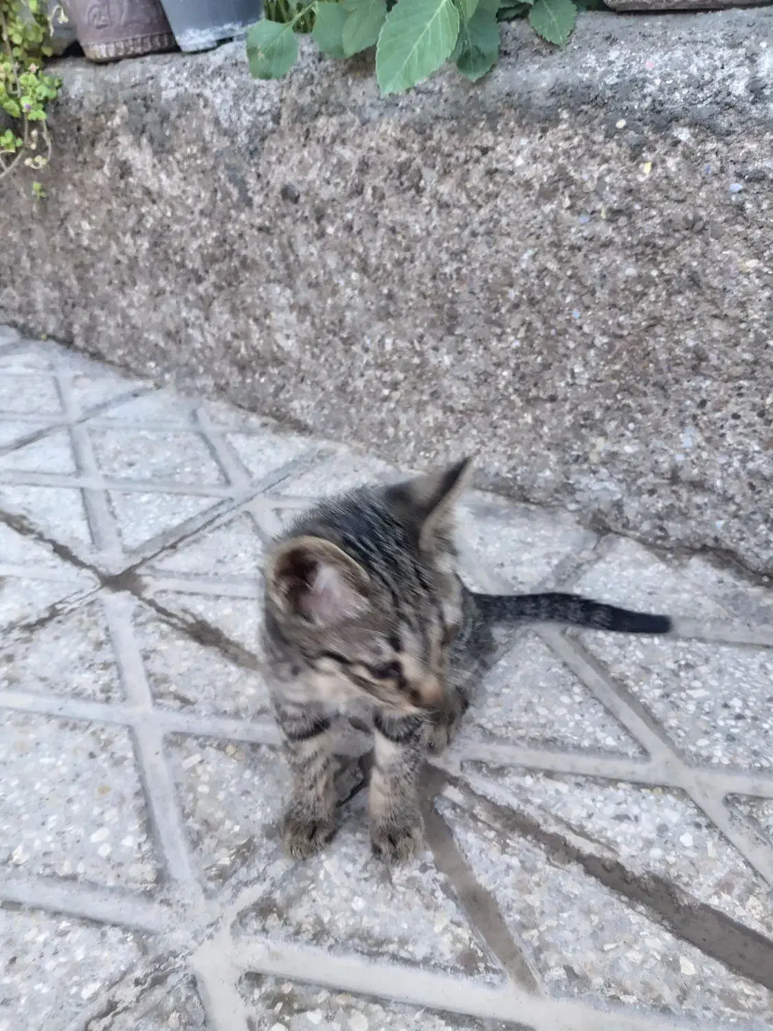 بچه گربه رایگان|گربه|قوچان, |دیوار