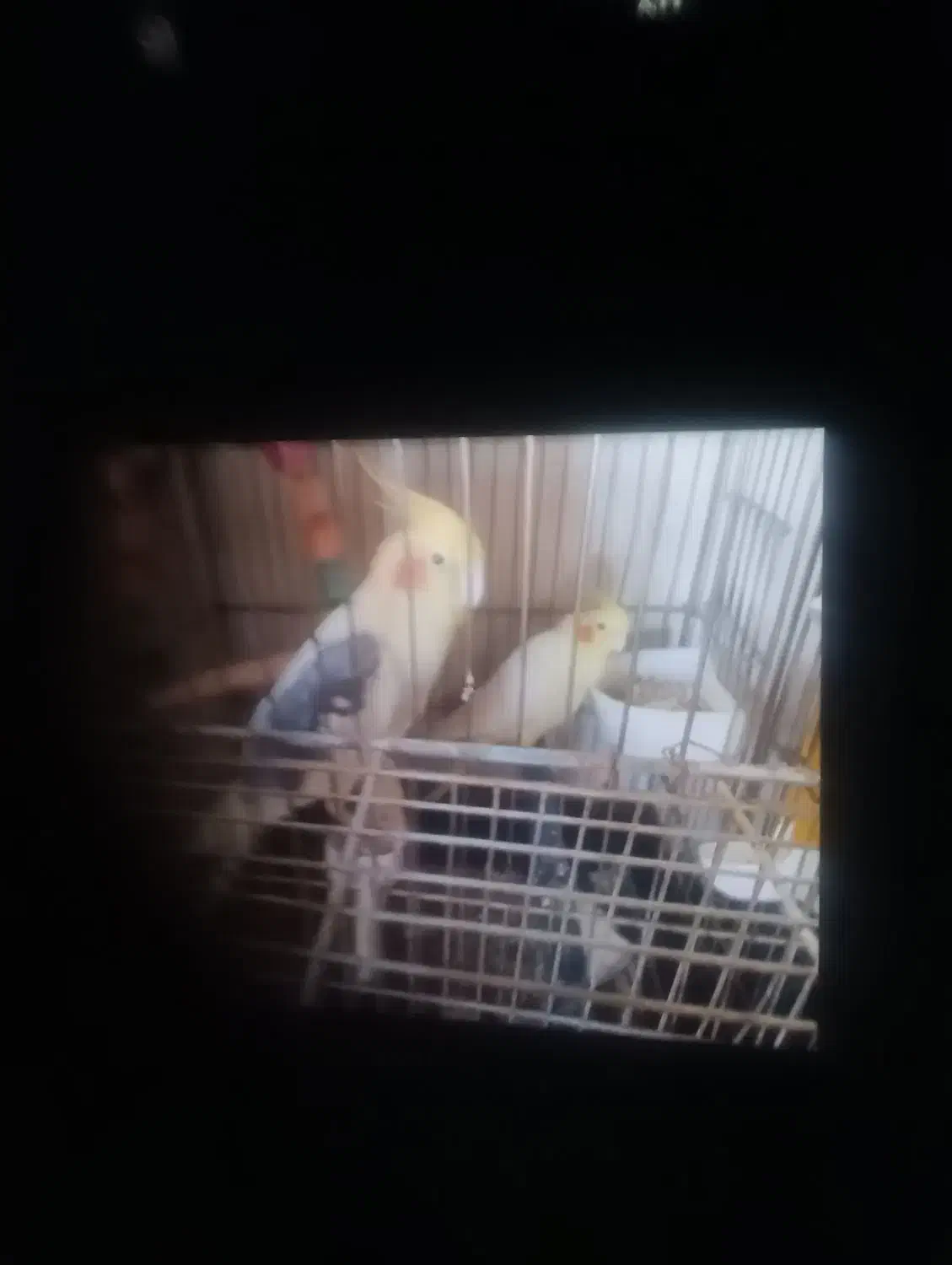 فروش عروس هلندی|پرنده|کاشان, یزد‌آباد|دیوار