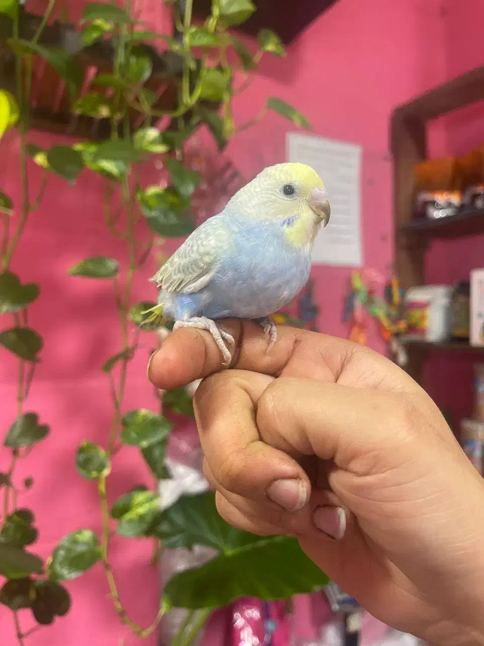 مرغ عشق فول رام|پرنده|محمودآباد, |دیوار