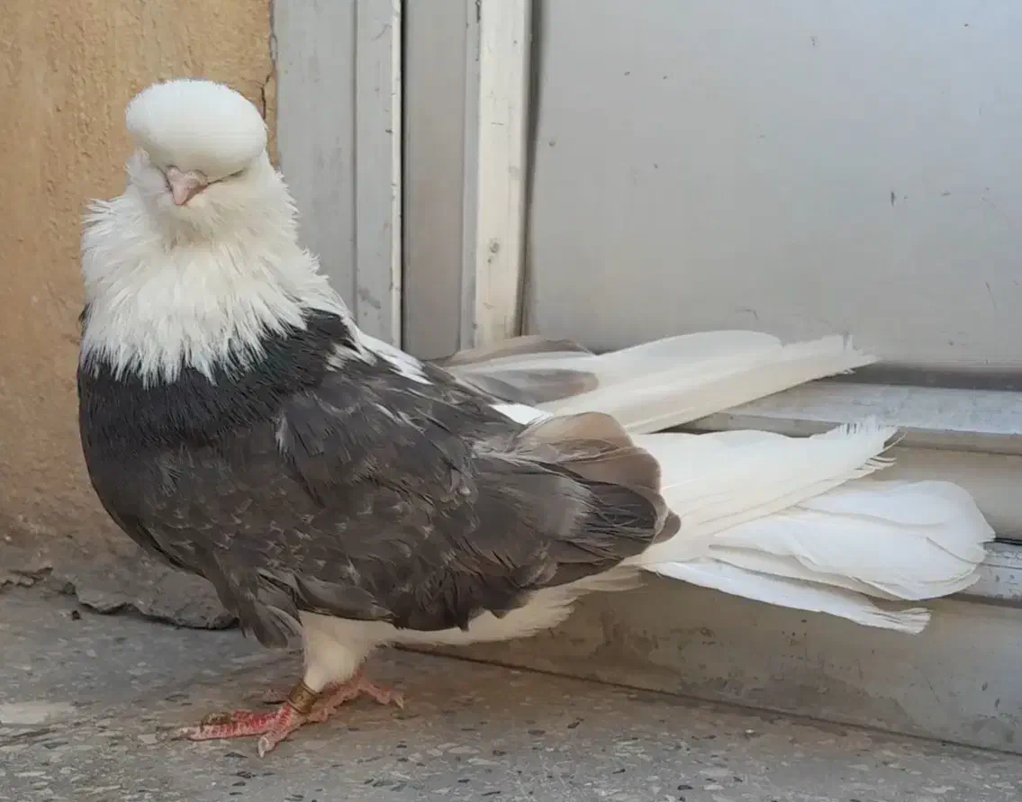 کبوتر نوک قنار|پرنده|تهران, بوستان ولایت|دیوار