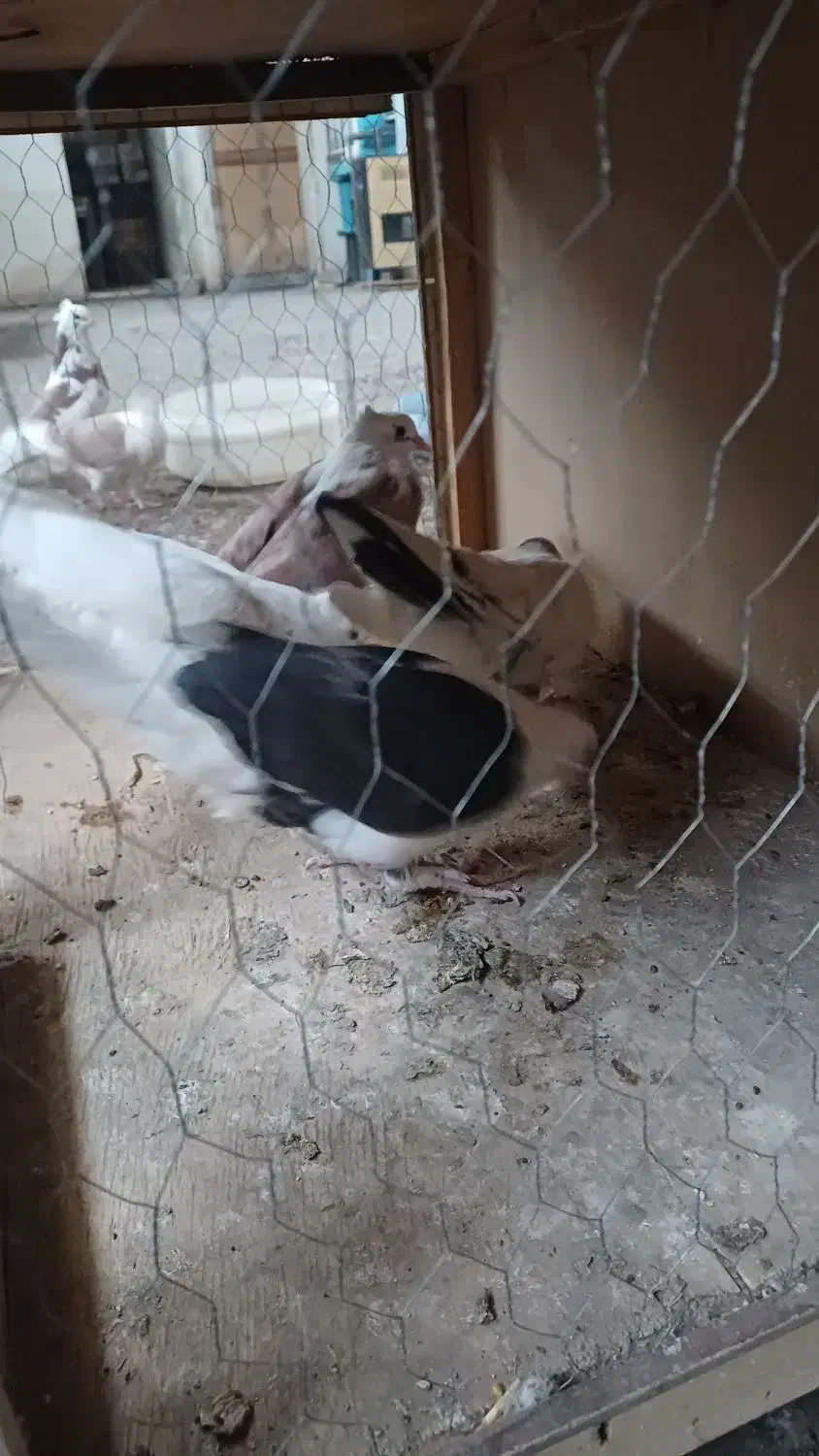 کبوتر|پرنده|خاوران, |دیوار