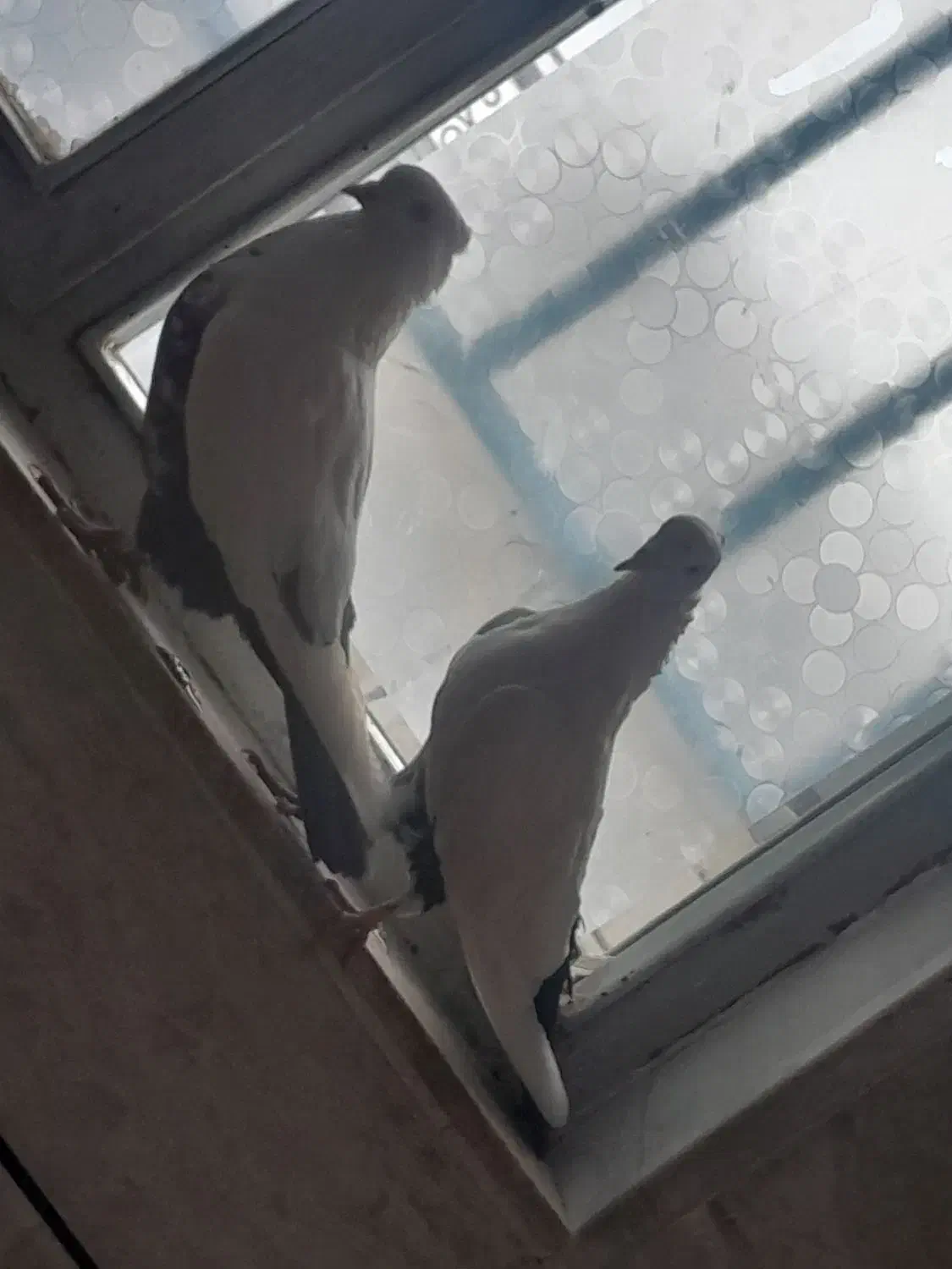 فروش کبوتر|پرنده|الیگودرز, |دیوار