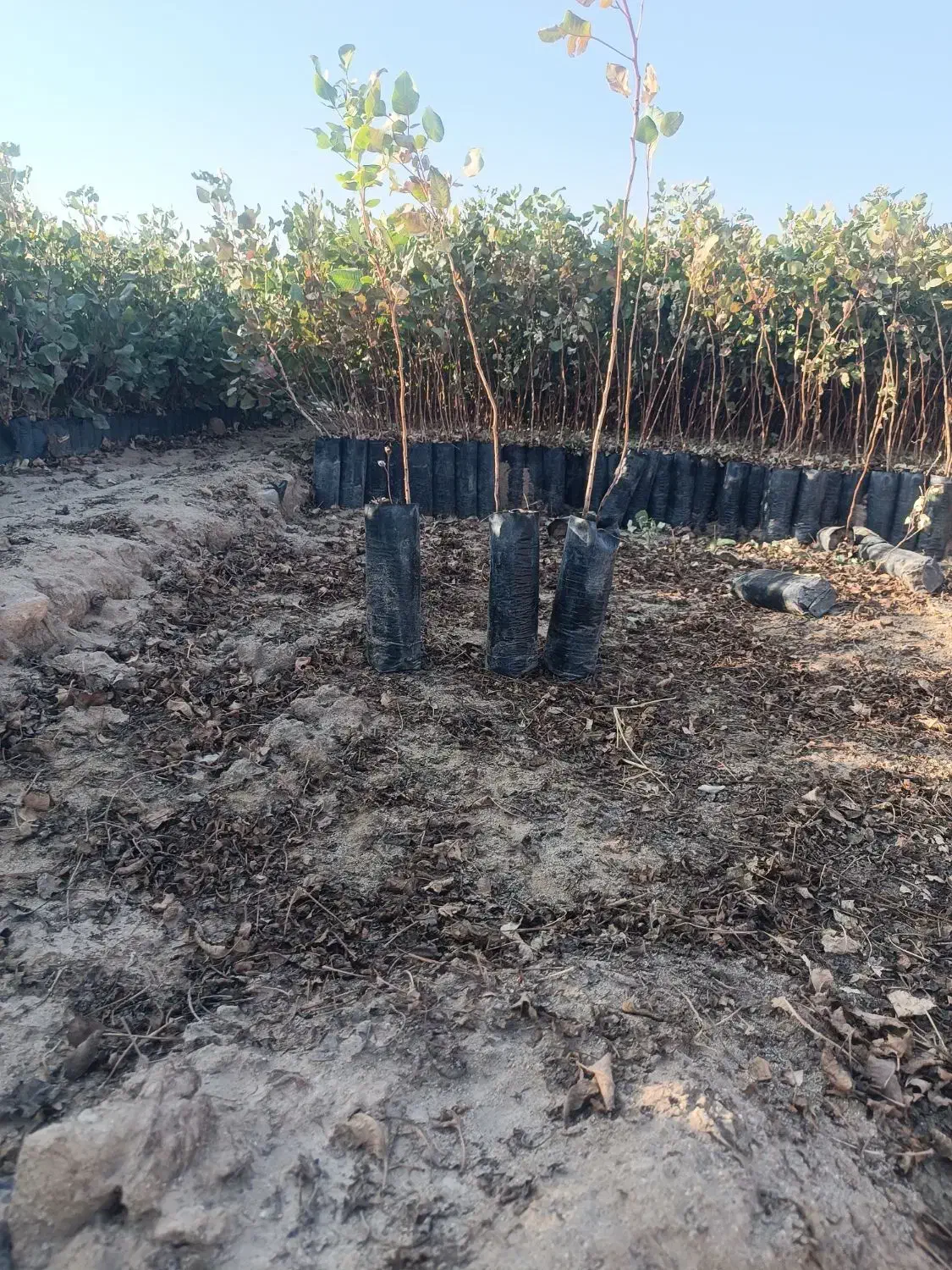 فروش نهال پسته|خدمات باغبانی و درختکاری|اردکان, |دیوار