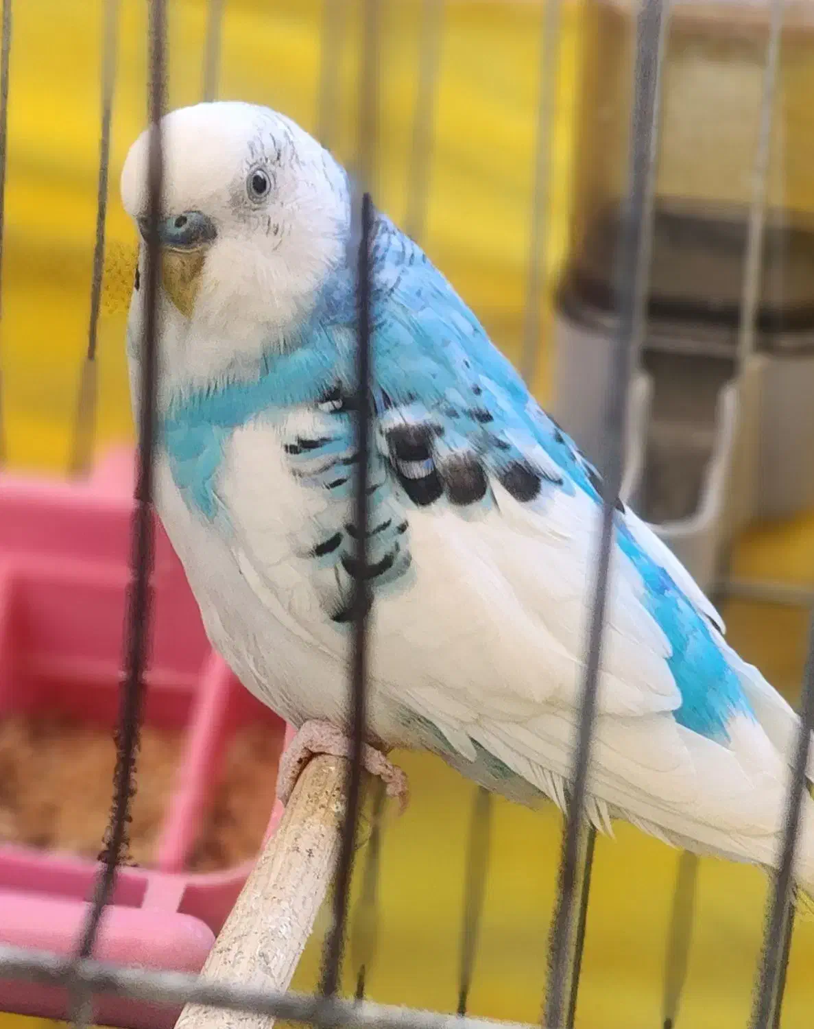 یکجفت نر وماده مرغ عشق که تخم هم داره|پرنده|فردیس, قریشی|دیوار