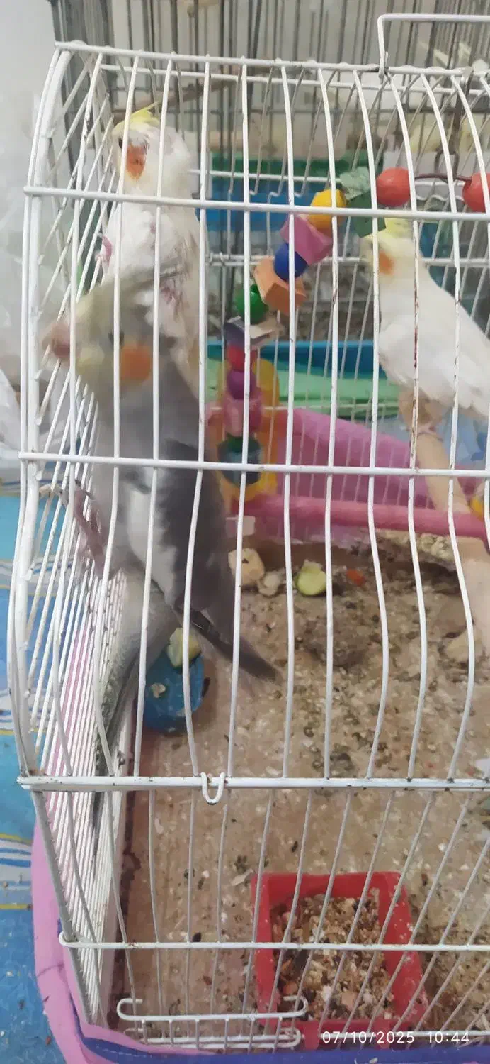 جوجه عروس هلندی|پرنده|تهران, وحیدیه|دیوار