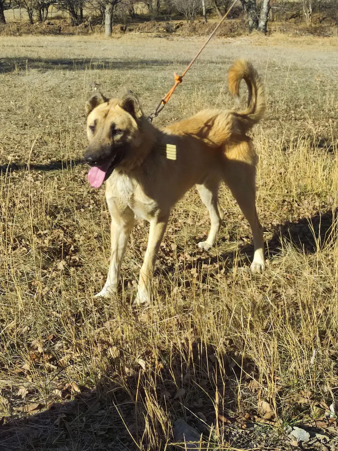 واگذاری سگ سرابی|سگ|عنبران, |دیوار