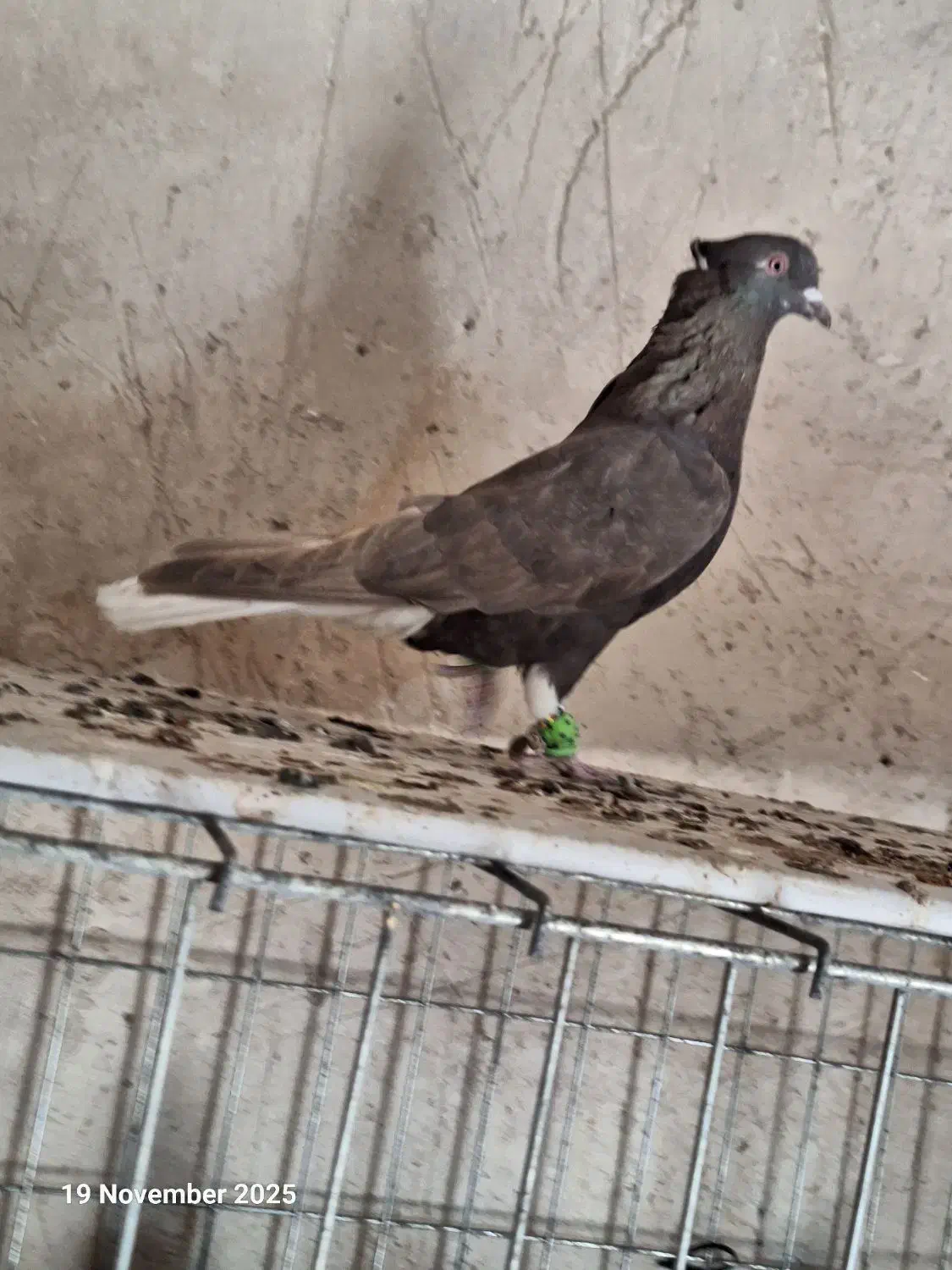 پرنده|پرنده|الوند, |دیوار