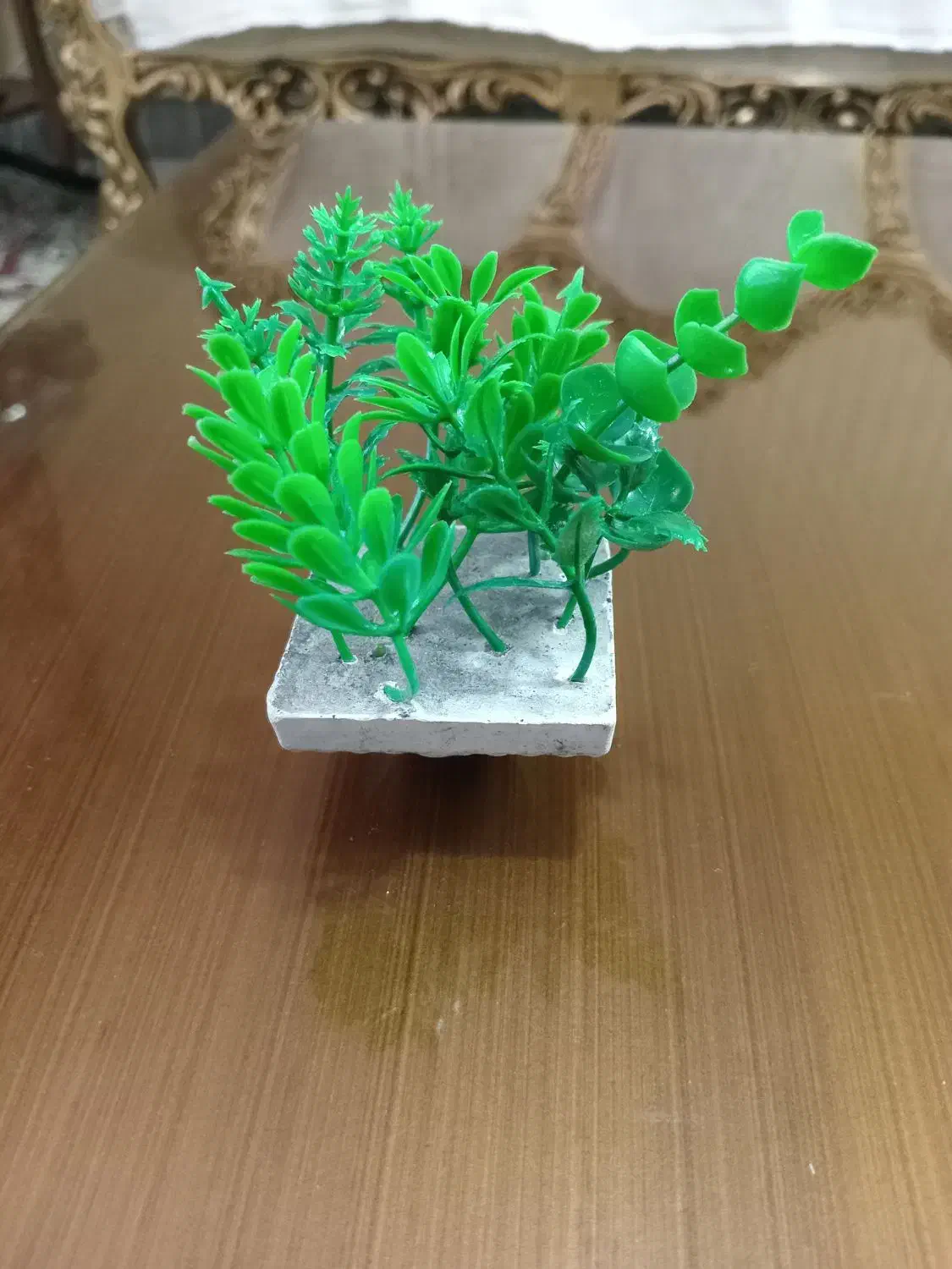 گیاه آکواریومی|ماهی|مشکیندشت, |دیوار