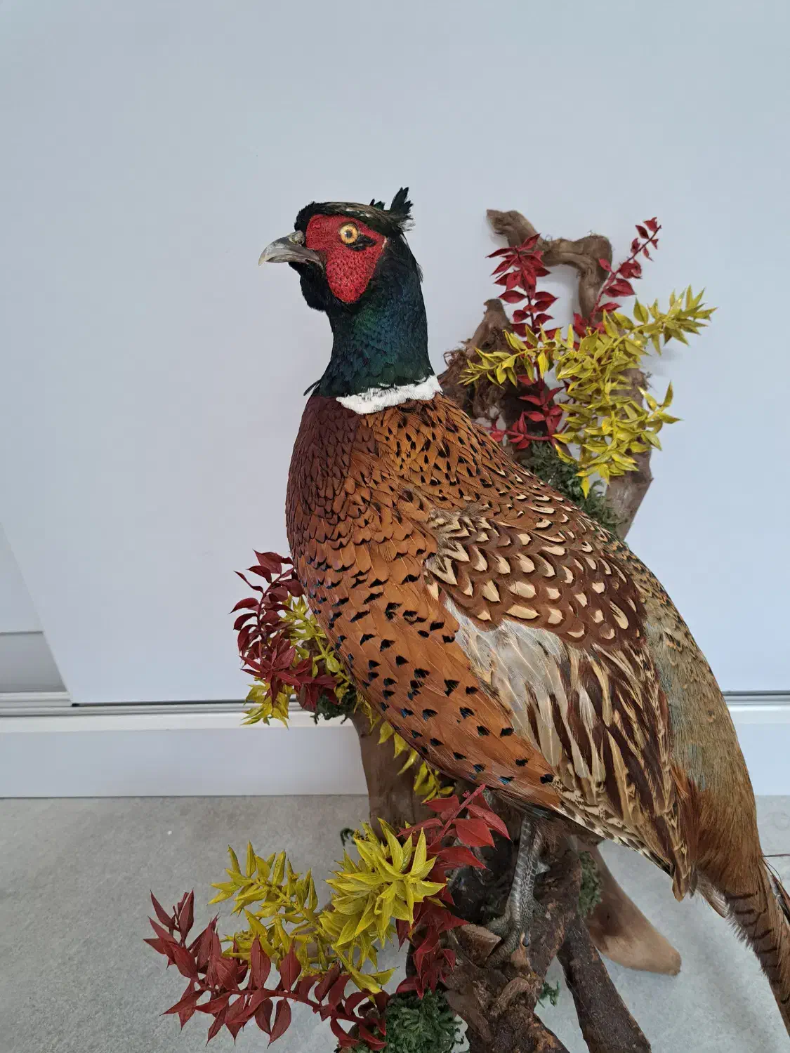 پرنده قرقاول|صنایع دستی و سایر لوازم تزئینی|بابلسر, |دیوار