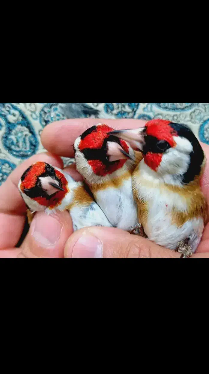 سه ره|پرنده|امیدیه, |دیوار