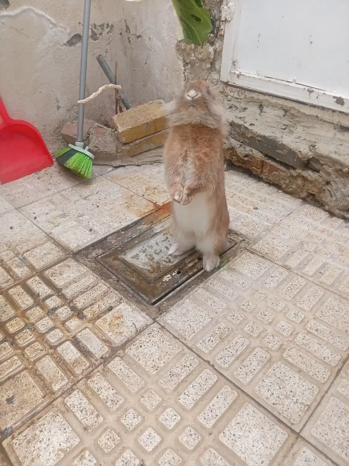 خرگوش خونگی|موش و خرگوش|ارومیه, |دیوار