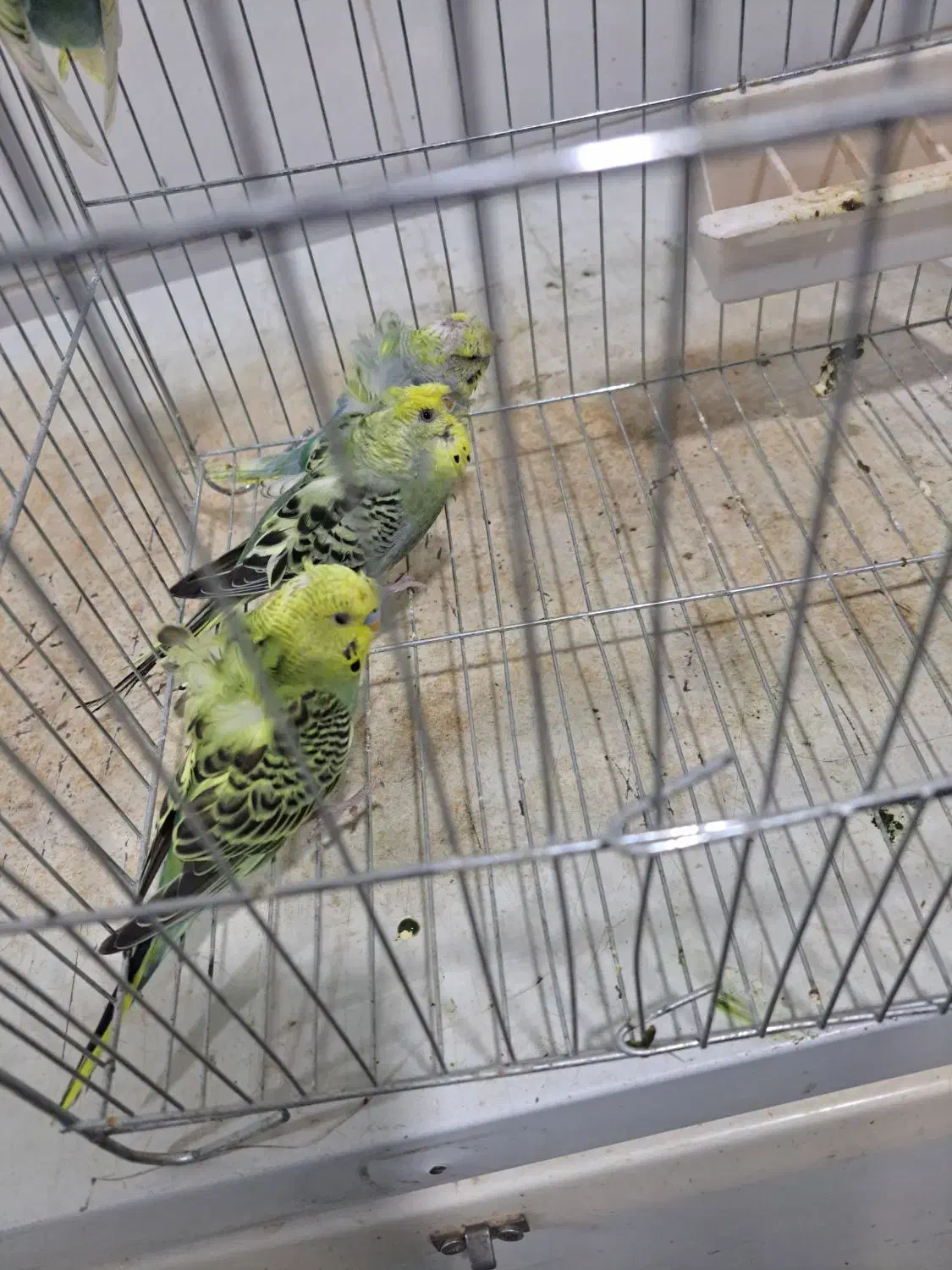 مرغ عشق  پروانه ای|پرنده|سراوان, |دیوار