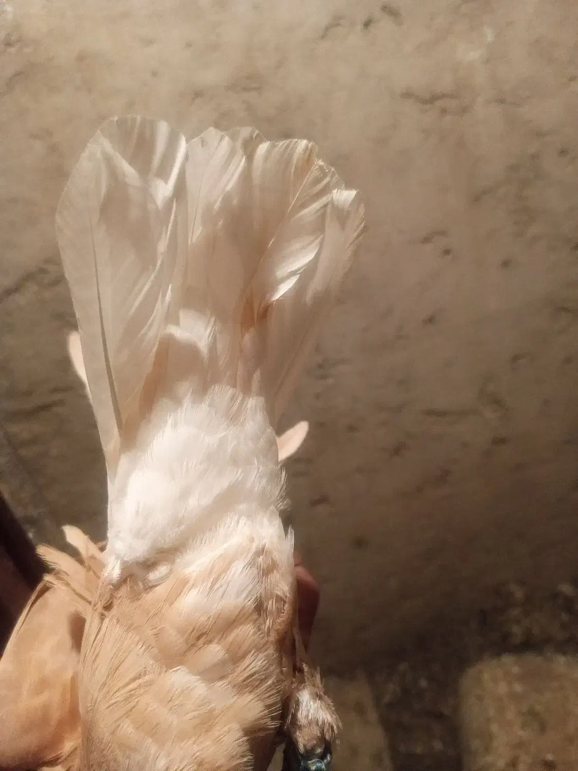 زرد دم سفیدماده|پرنده|دوگنبدان, |دیوار