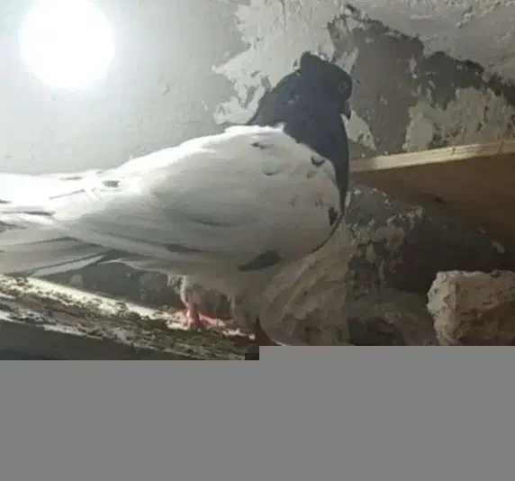 کله سیاه|حیوانات|اهواز, اهواز|دیوار