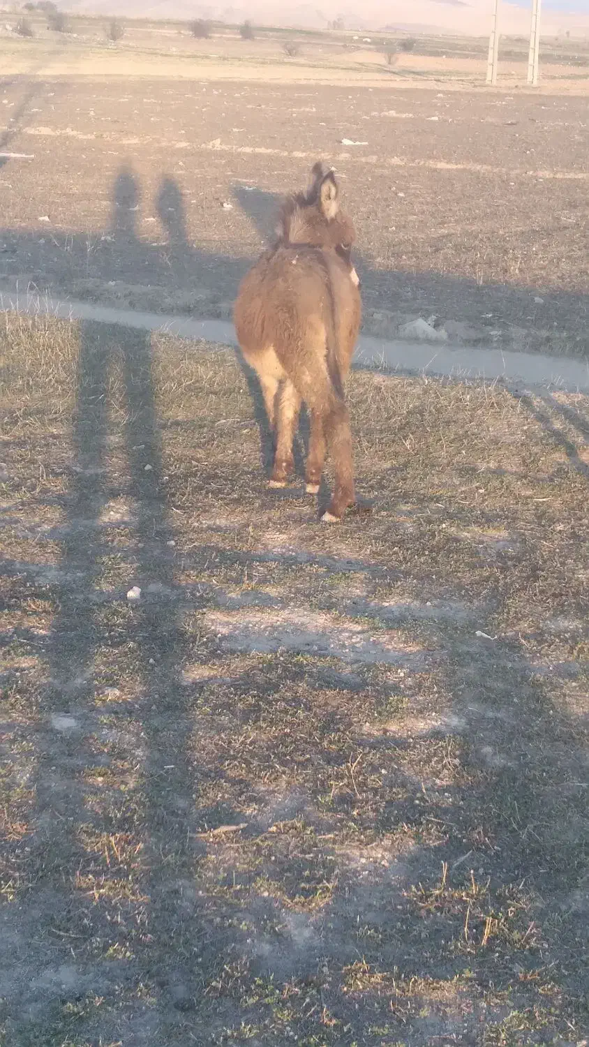 کره خر نر|حیوانات مزرعه|سرعین, |دیوار