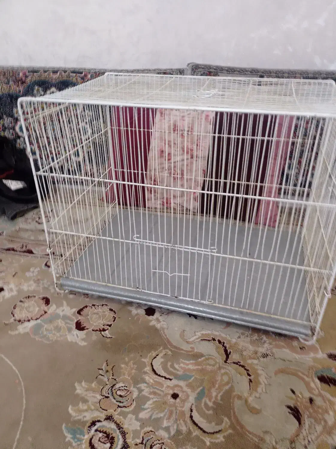 قفس وپرنده|پرنده|مشهد, رستگار|دیوار