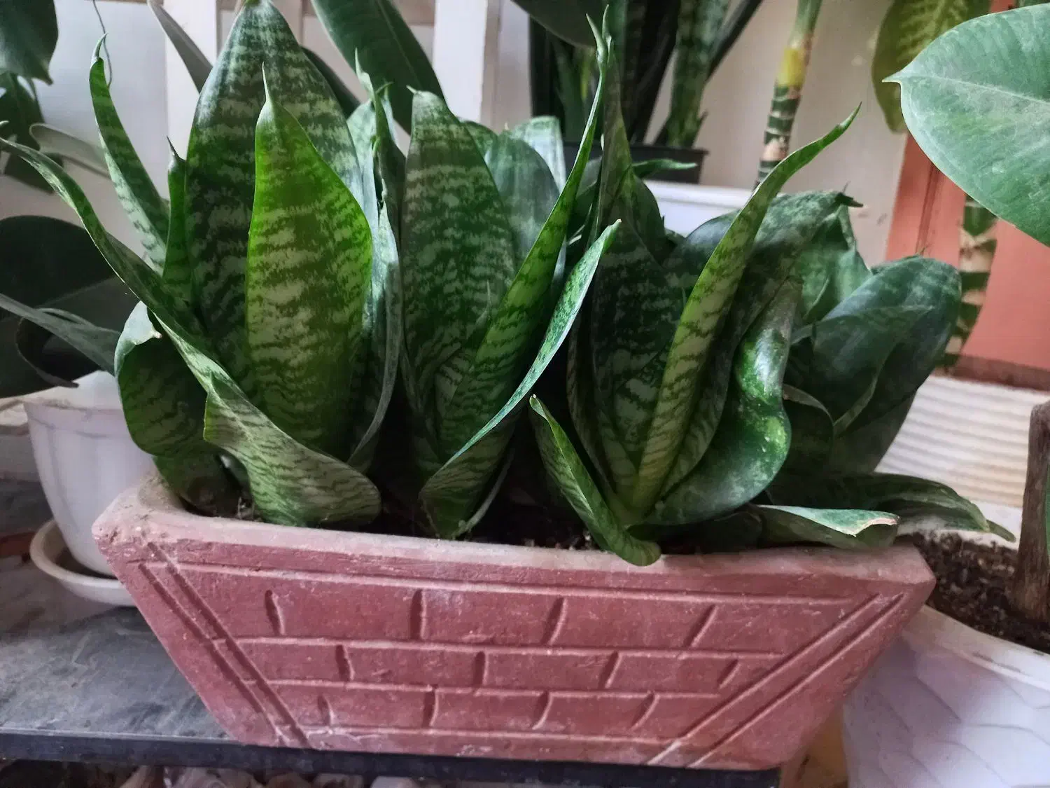 گل سانسوریا پا کوتاه|گل و گیاه طبیعی|بجنورد, |دیوار