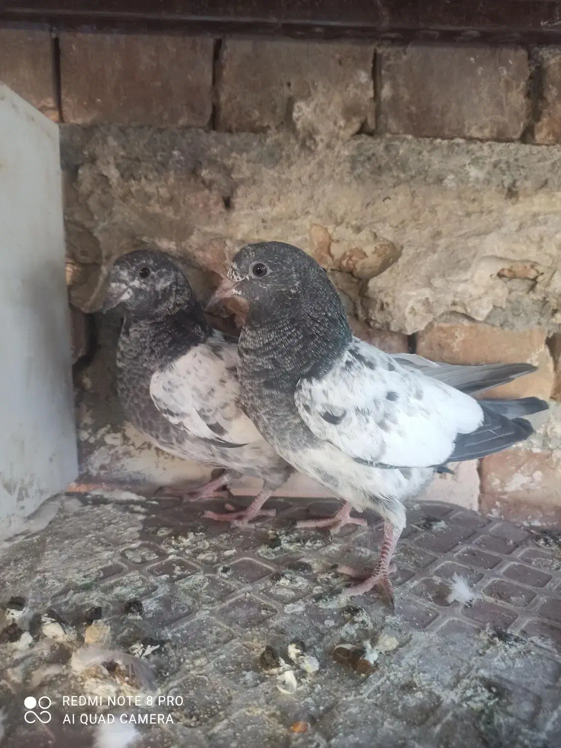 جوجه پاکستانی|حیوانات مزرعه|ایرانشهر, |دیوار