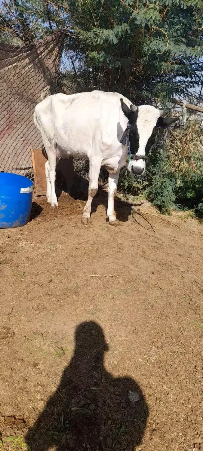 حمیدیه|حیوانات مزرعه|حمیدیه, |دیوار