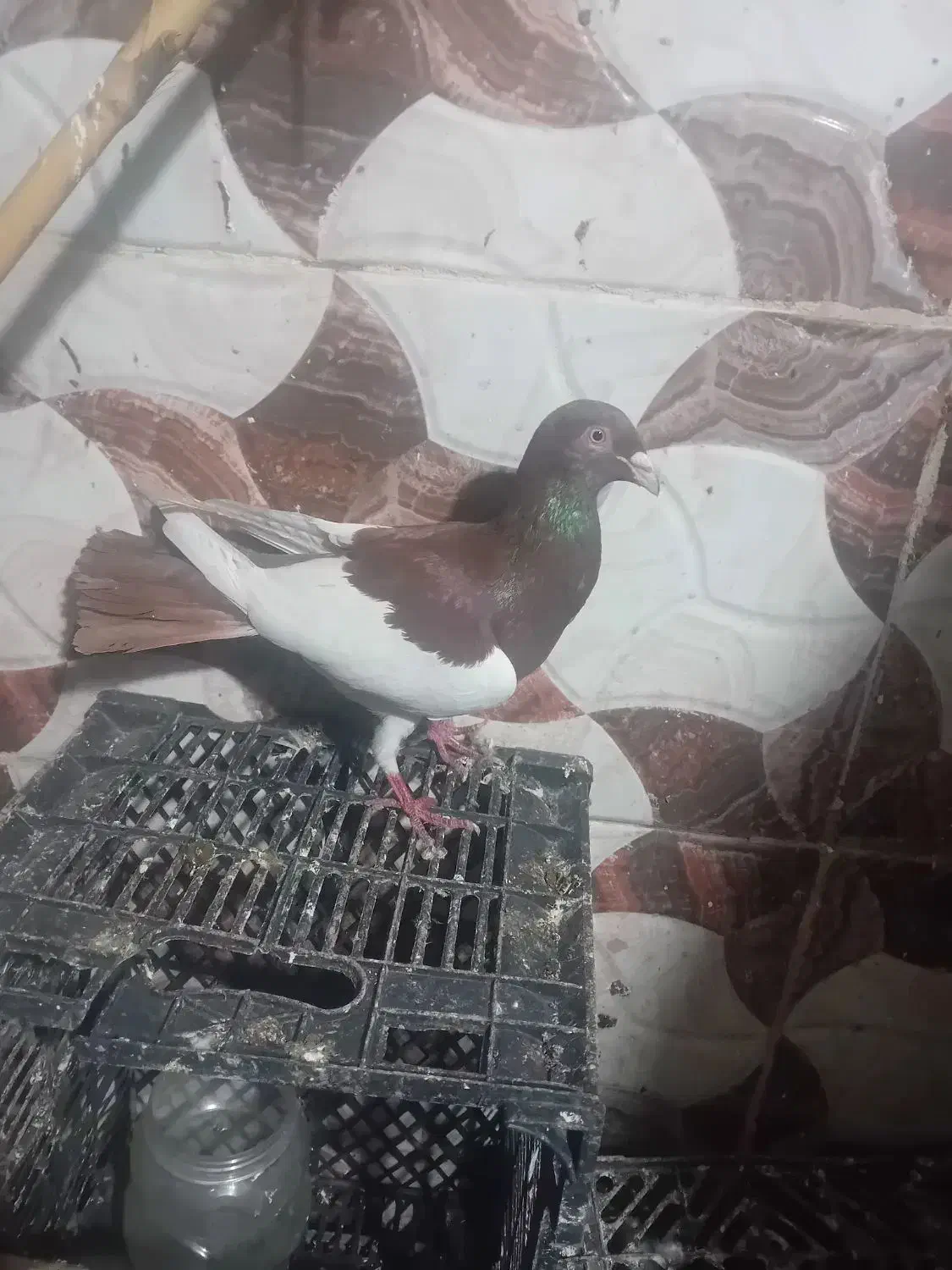 کبوتر|پرنده|علیآباد کتول, |دیوار