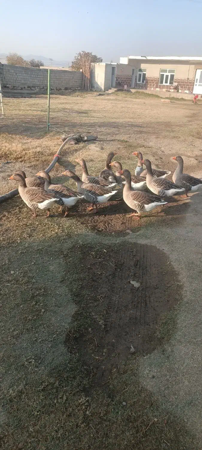 فروش تعداد12عدد غاز محلی اصیل|حیوانات مزرعه|محمدبار, |دیوار