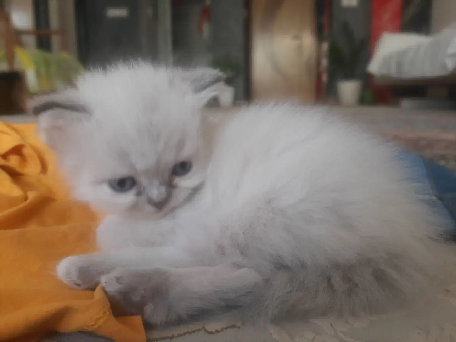 بچه گربه پرشین|گربه|نجفآباد, سعدی|دیوار