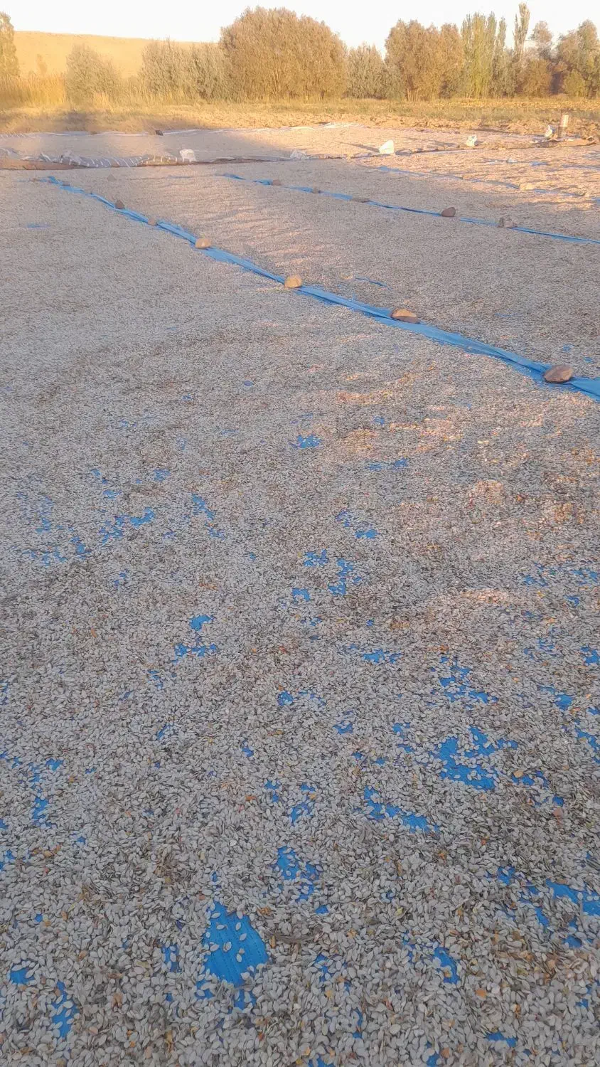 کدوآجیلی امساله درجه یک توپور حدود۱۵تن|عمده‌فروشی|هشترود, |دیوار