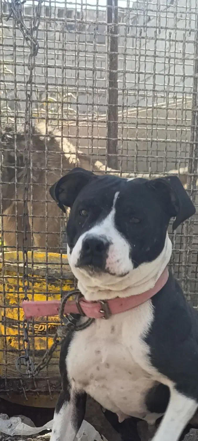 سگ پیتبول|سگ|اصفهان, باغ فردوس|دیوار