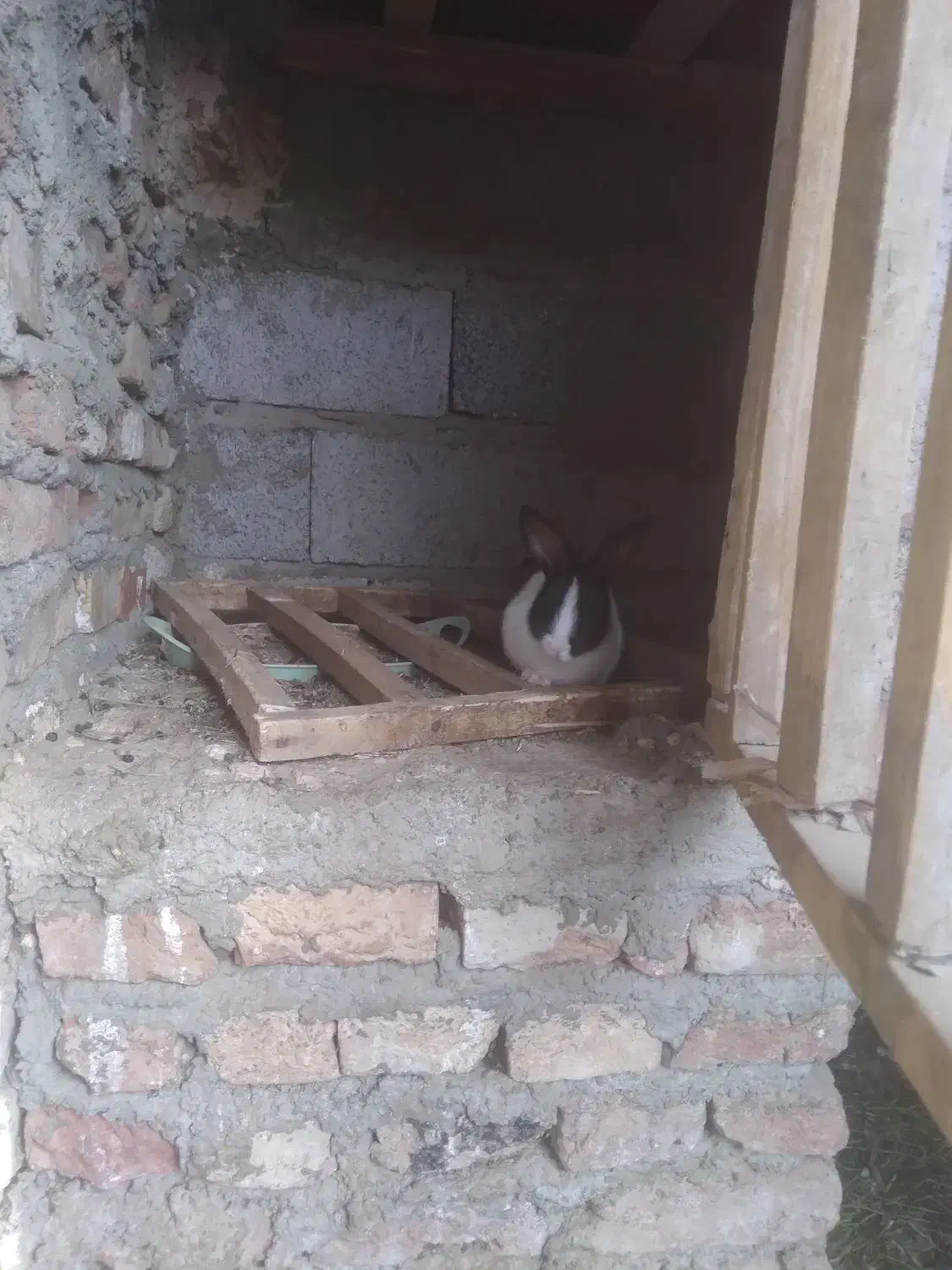 بچه خرگوش ۴عدد|موش و خرگوش|سلماس, |دیوار