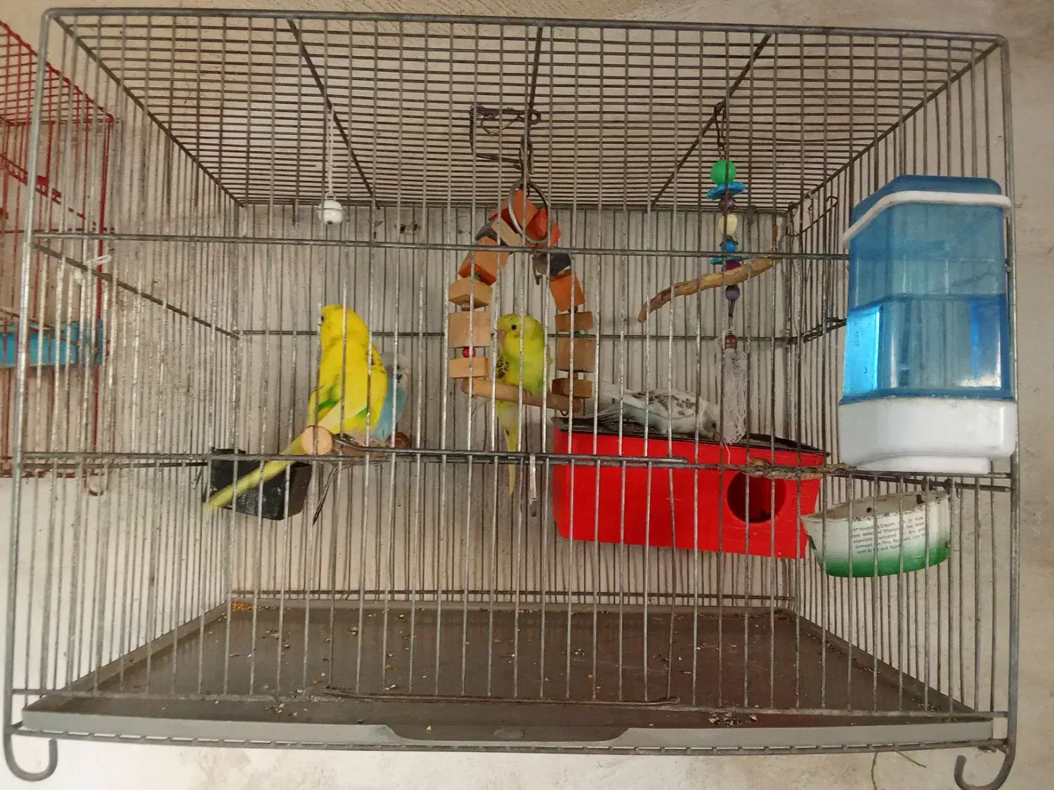 مرغ عشق|پرنده|کهریزک, |دیوار