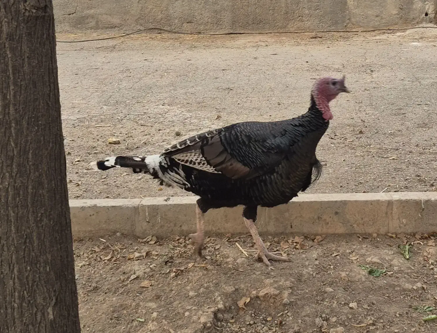 بوقلمون نر سنگین|حیوانات مزرعه|محمدشهر, محمدشهر|دیوار