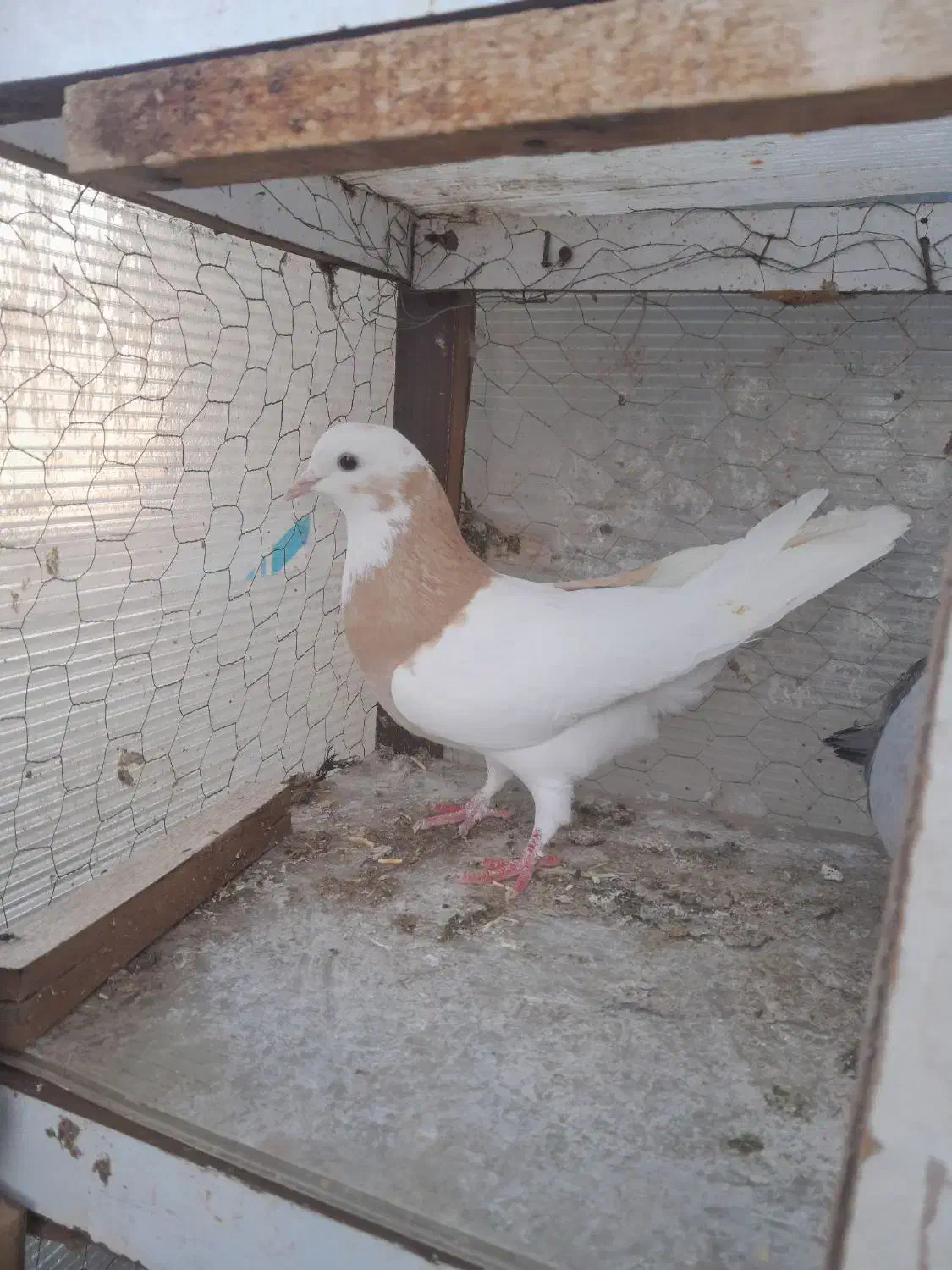 کبوتر|حیوانات|کرمانشاه, |دیوار