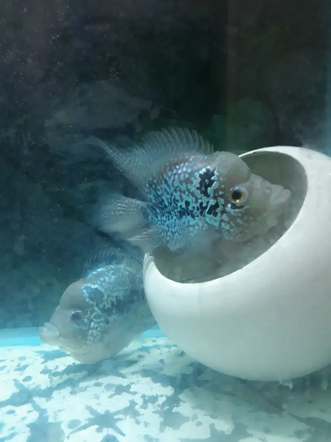 ماهی فلاورباکس کامفاسلام|ماهی|تهران, جوادیه|دیوار