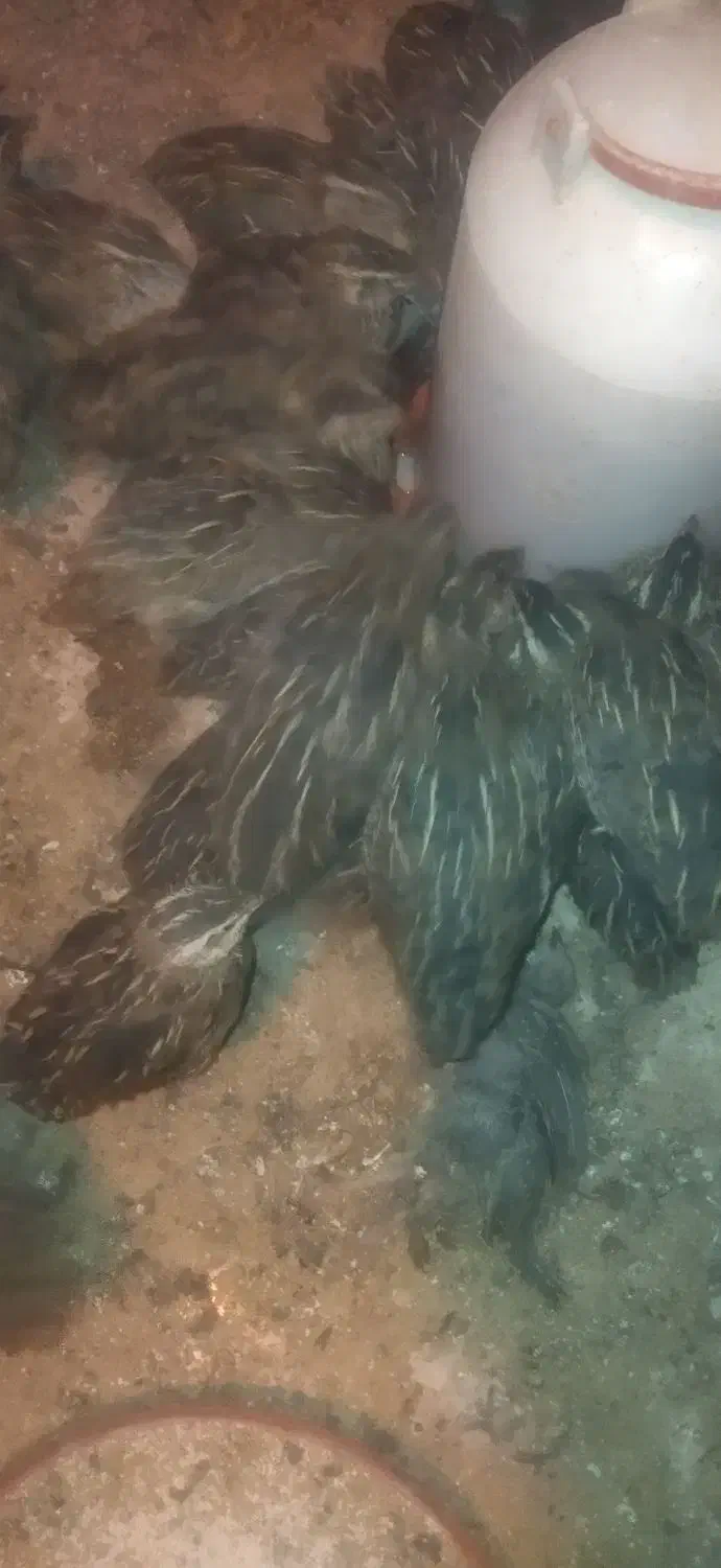 تخم بلدرچین نطفه دار جوجه بلدرچین و بلدرچین|حیوانات مزرعه|زاهدان, |دیوار