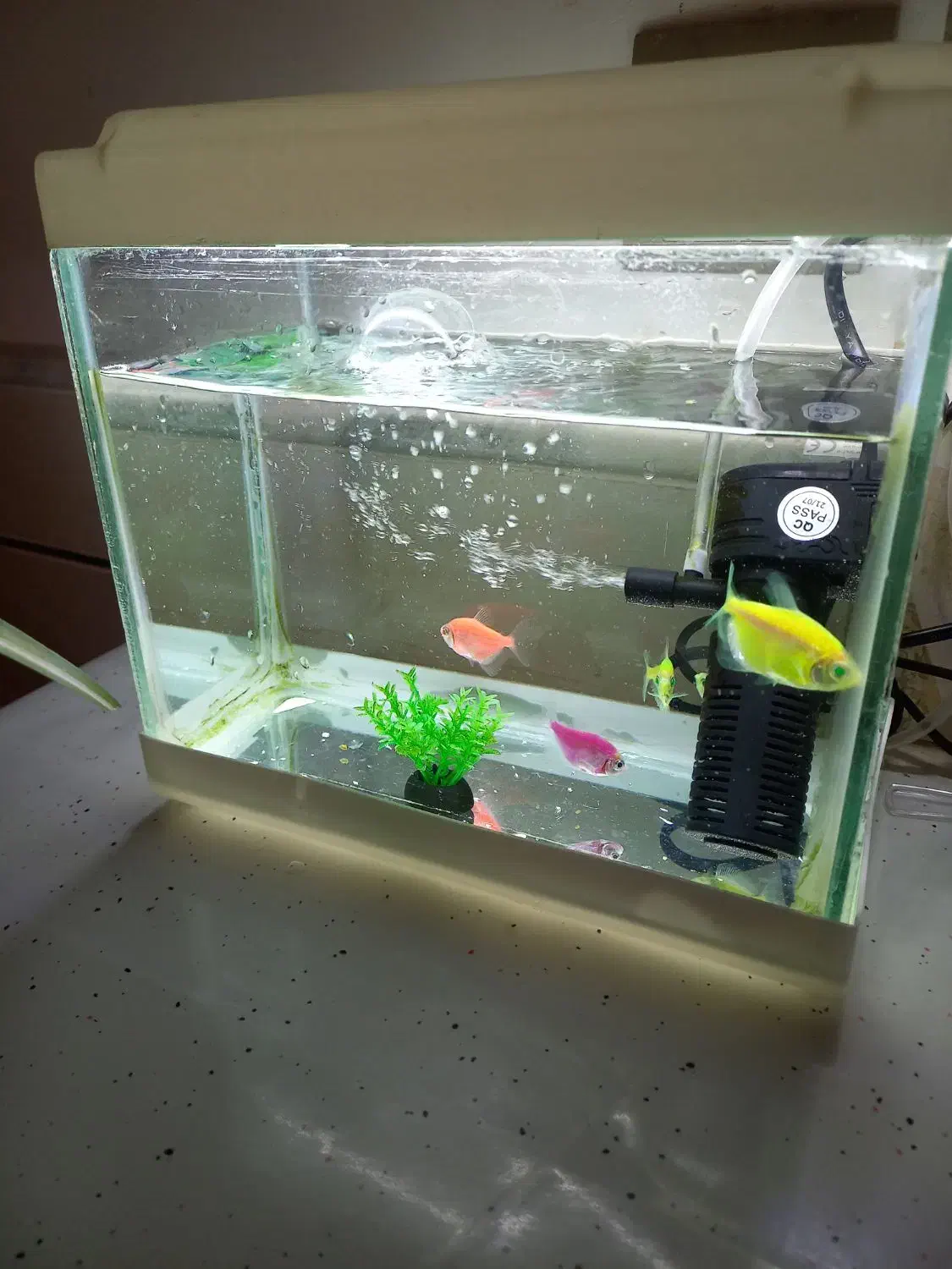 ماهی|ماهی|کاشان, باغچه فیض|دیوار