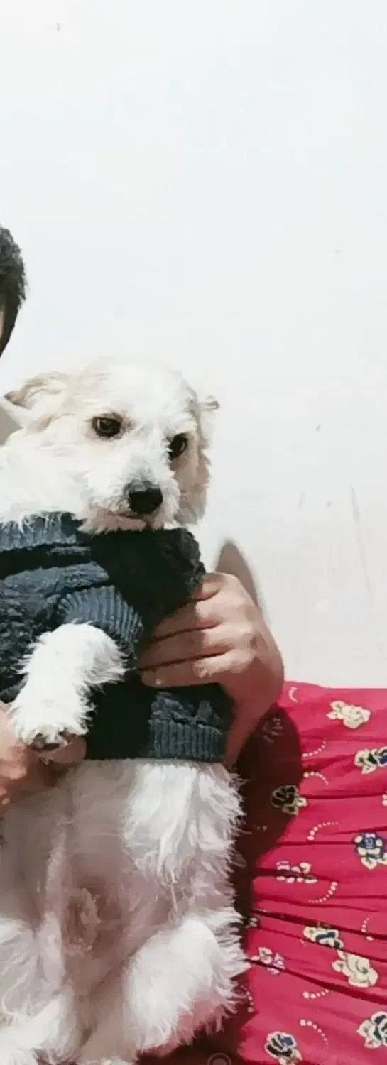 سگ پاکوتا نر ۸ ساله گمشده در مراغه|حیوانات|مراغه, |دیوار