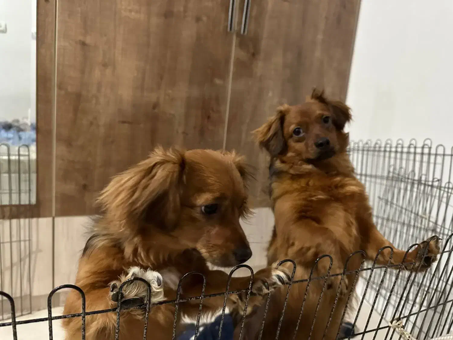 توله سگ اشپیتز|سگ|اهواز, کوی آغاجاری|دیوار